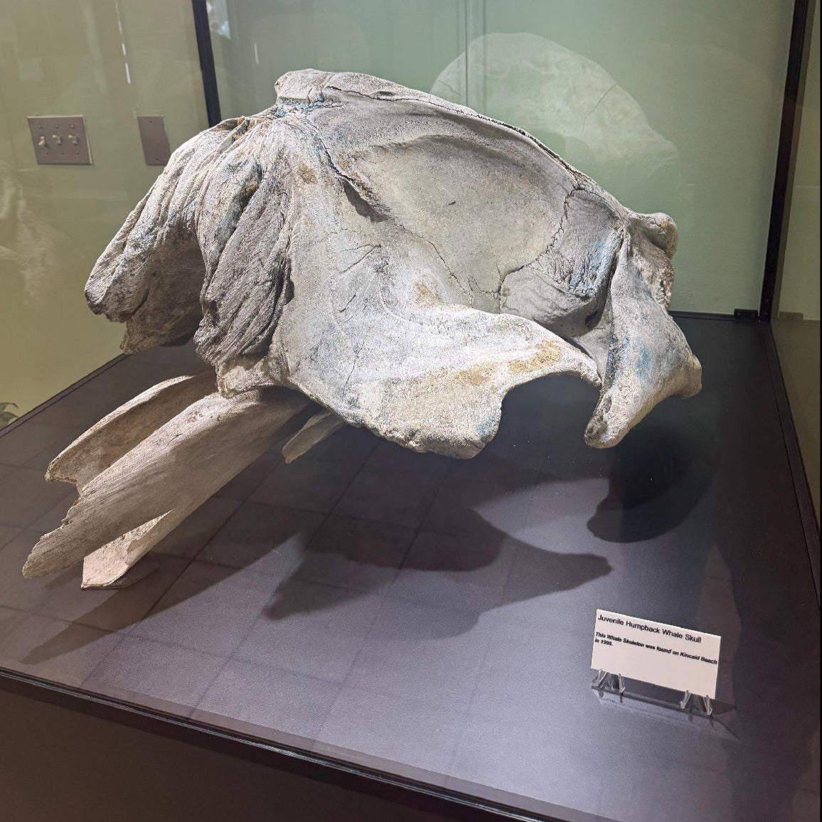 Fossilized whale skull on display in a museum setting, art gallery sign, art collector gift, artist info placard, museum sign, custom gallery sign, artist info card, plaque for art gallery, museum art plaque, art description plaque, exhibit labels, exhibit art labels, museum card, custom art plaque, personalized art card, art enthusiast gift, home art gallery, atlanta art gallery sign, alabama art gallery sign, florida art gallery sign vendor, lioness engraving, gallery supplies in atlanta,