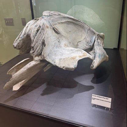 Fossilized whale skull on display in a museum setting, art gallery sign, art collector gift, artist info placard, museum sign, custom gallery sign, artist info card, plaque for art gallery, museum art plaque, art description plaque, exhibit labels, exhibit art labels, museum card, custom art plaque, personalized art card, art enthusiast gift, home art gallery, atlanta art gallery sign, alabama art gallery sign, florida art gallery sign vendor, lioness engraving, gallery supplies in atlanta,